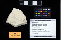 Foto (Objekt + Etikett) von Mesoparapylocheles sp.  (NHMW-GEO-2017-0093-0014)